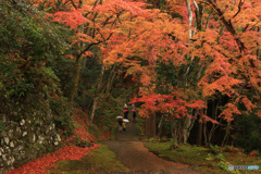 紅葉雨情