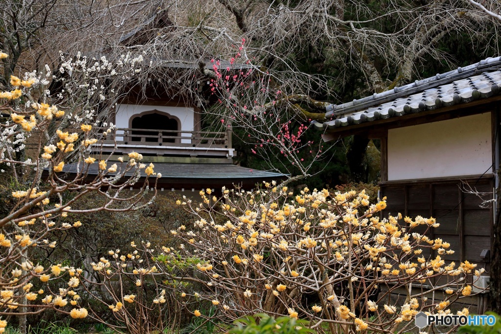 ミツマタ咲く境内