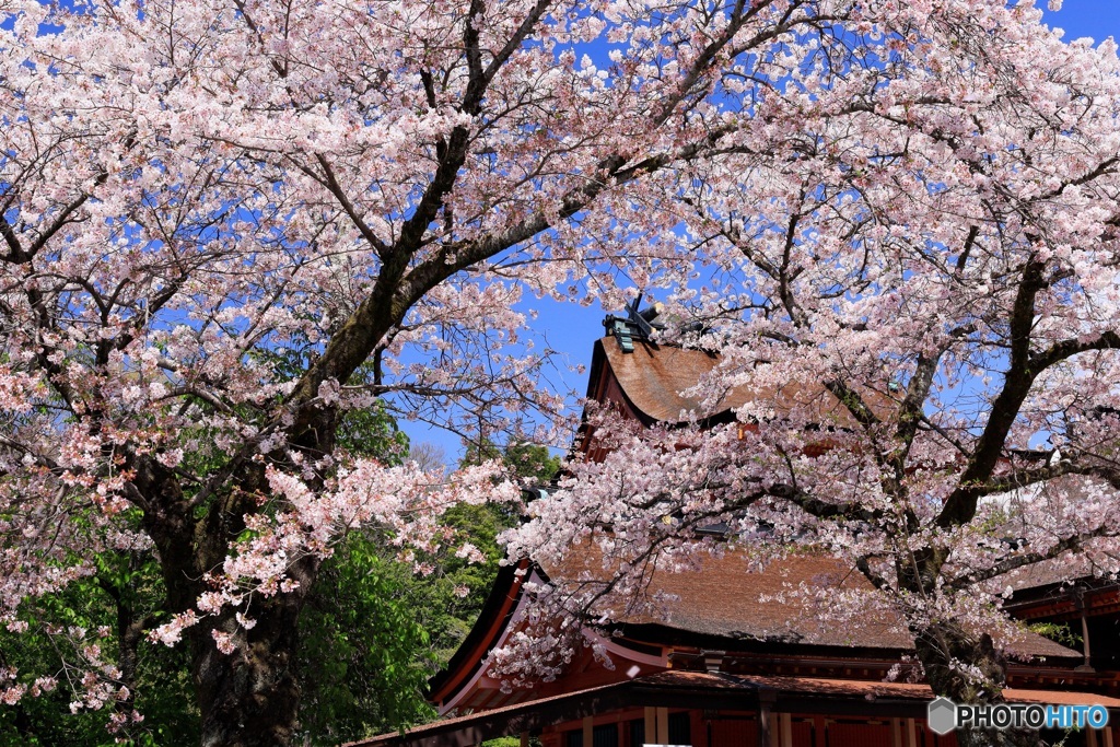大社の桜