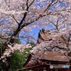 大社の桜