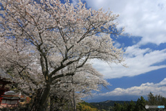 山寺の春