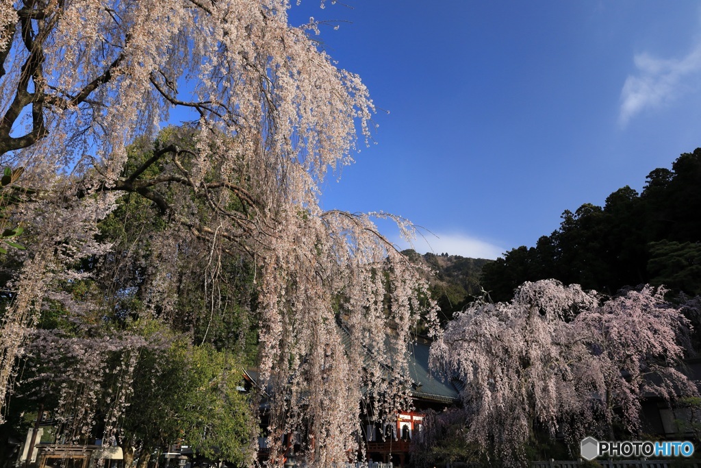 桜、満開に -6