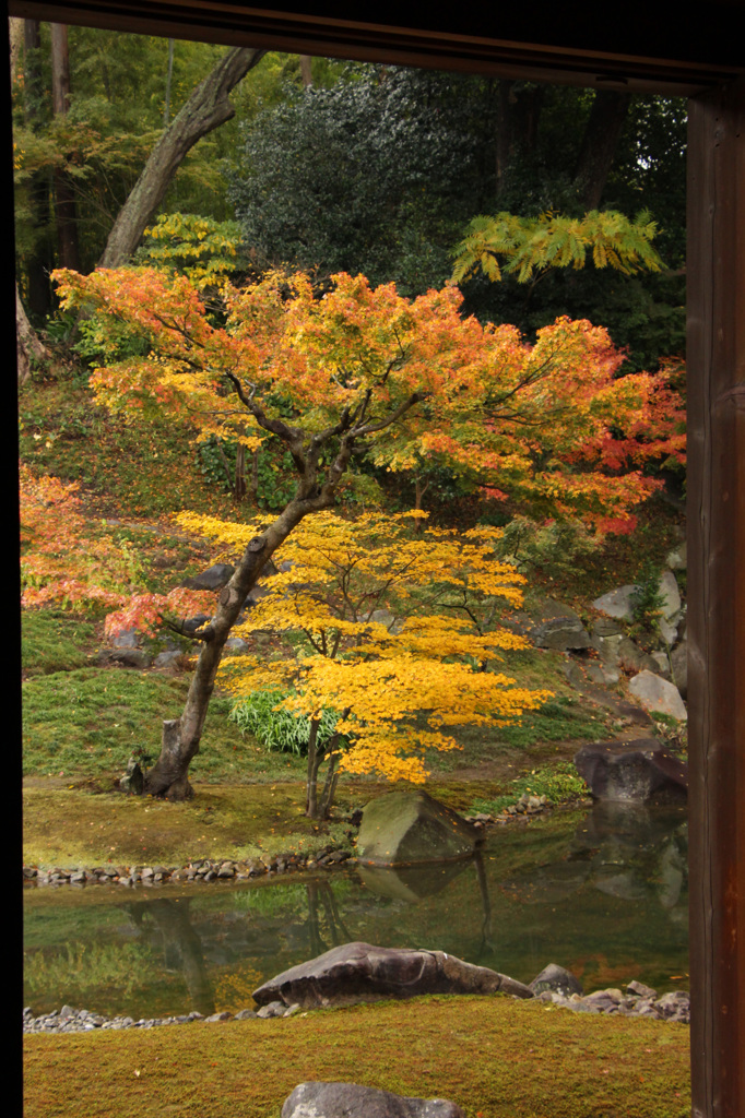 窓辺の紅葉  (75Ｔ)