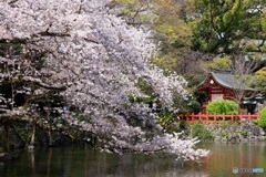 境内の桜