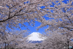桜、満開の頃 (774T)
