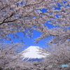 桜、満開の頃 (774T)