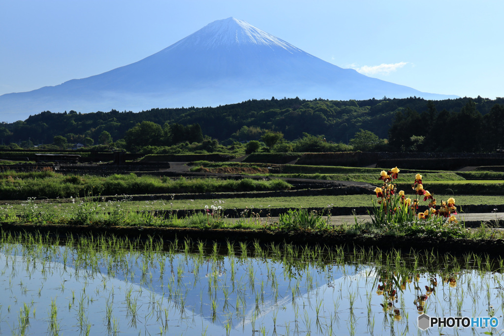 水田に映る富士