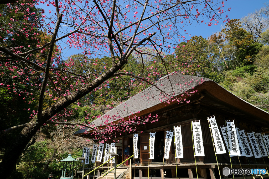 境内を彩る寒緋桜