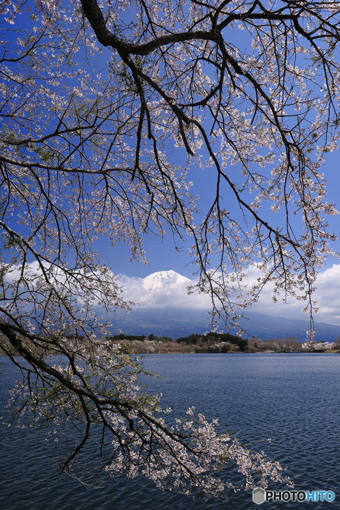桜咲く湖畔から