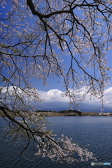 桜咲く湖畔から