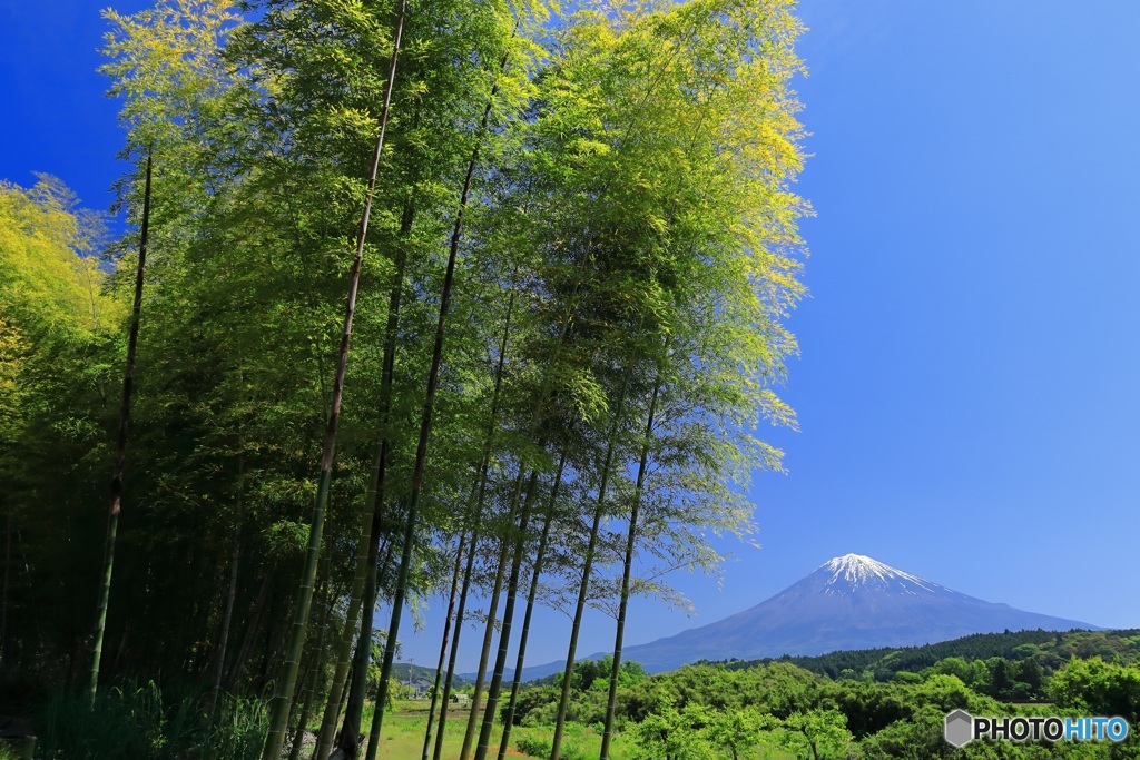 新緑の竹林