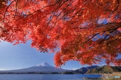 富士とモミジ