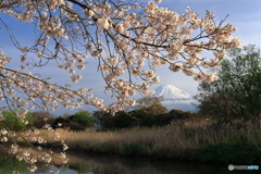 春の小川で