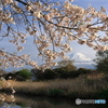 春の小川で (772T)