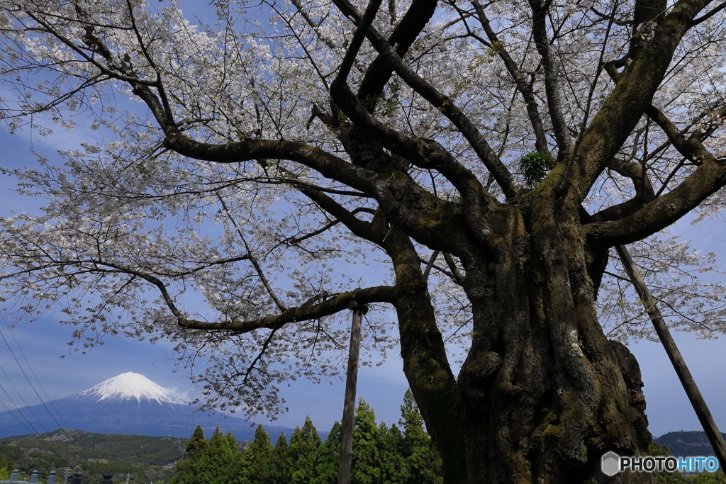 桜、満開に -10