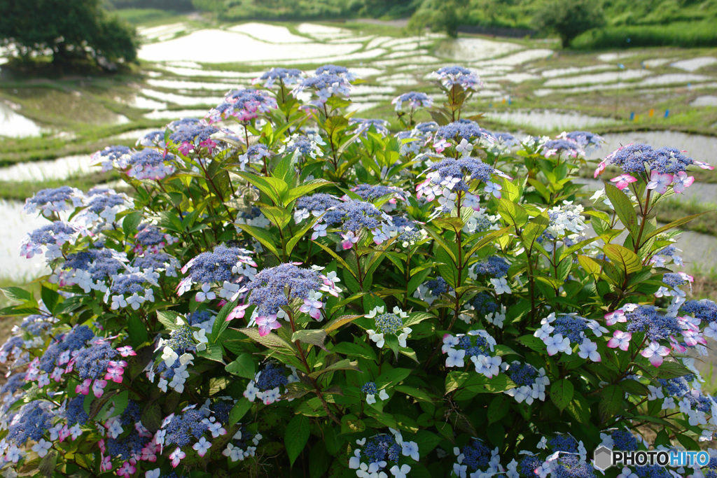 紫陽花  (286T)