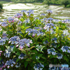 紫陽花  (286T)