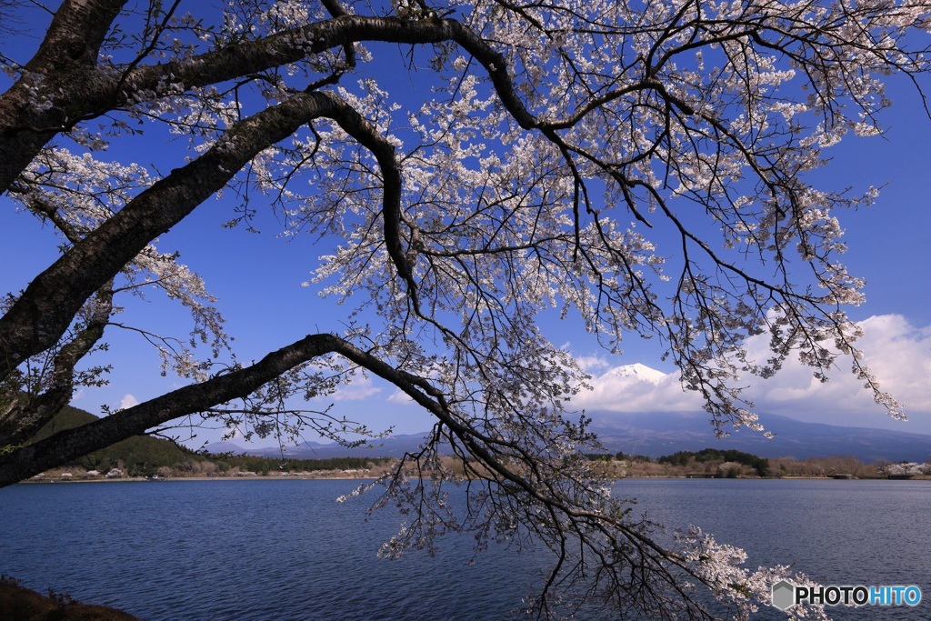 田貫湖の春 -2  (603T)