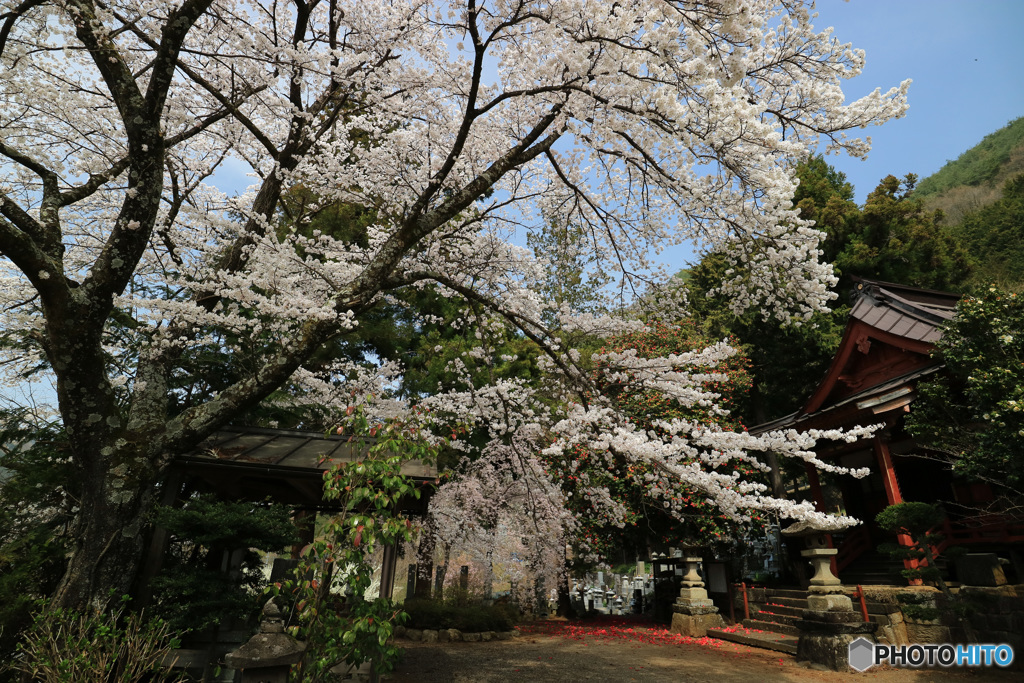 桜咲く境内