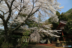 桜咲く境内