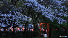 桜提灯