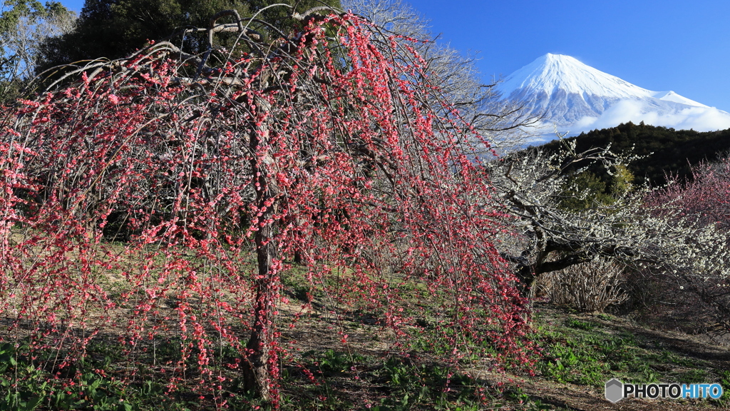 梅咲く里山