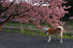 みなさあん・・桜が満開ですよお！