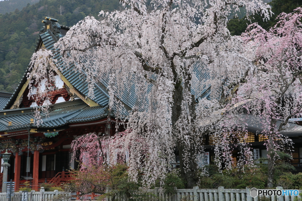 桜、満開に