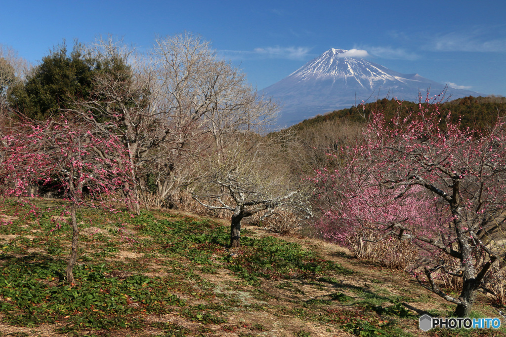 里山に梅咲く (251T)