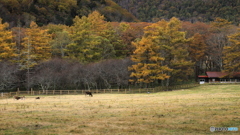 牧場・秋風景