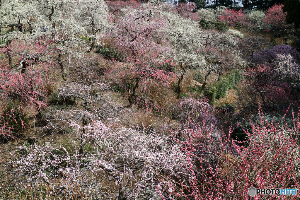 百花繚乱