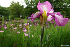 菖蒲咲く