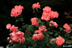 赤い薔薇