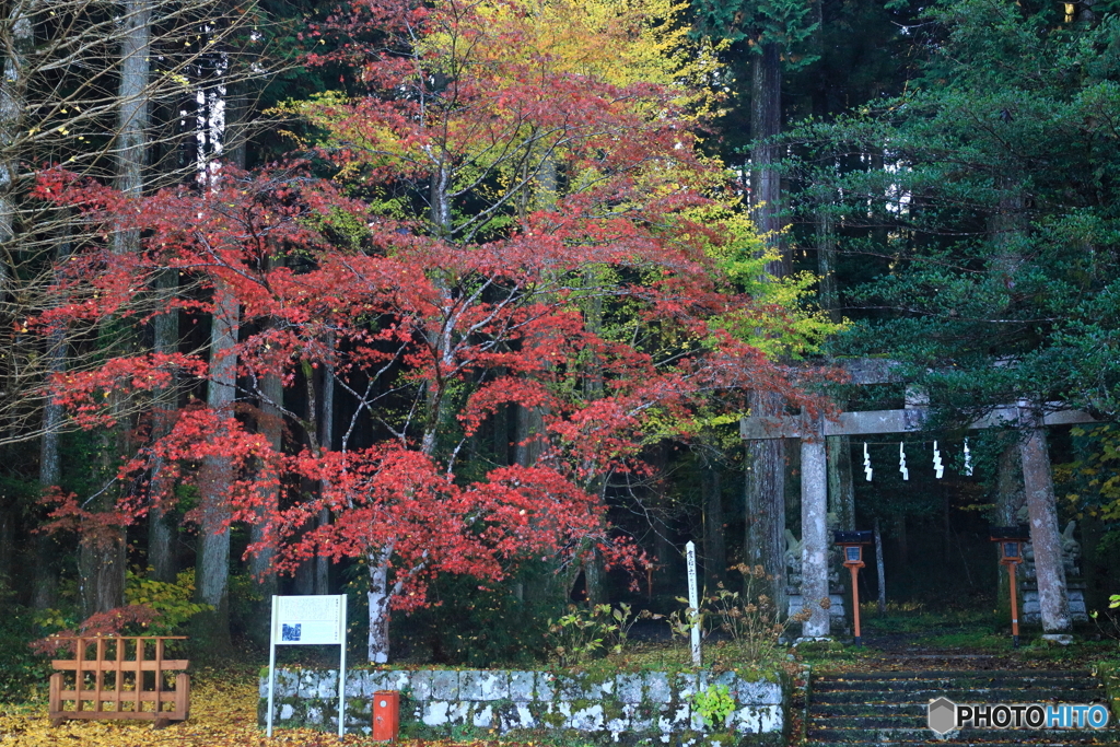 鳥居のある風景