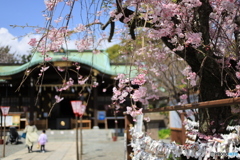 神社に咲く枝垂れ
