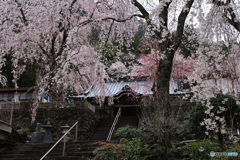 桜咲く山寺