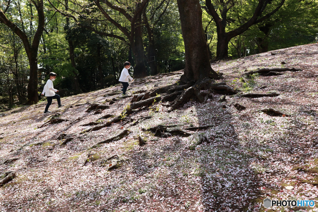 桜の絨毯