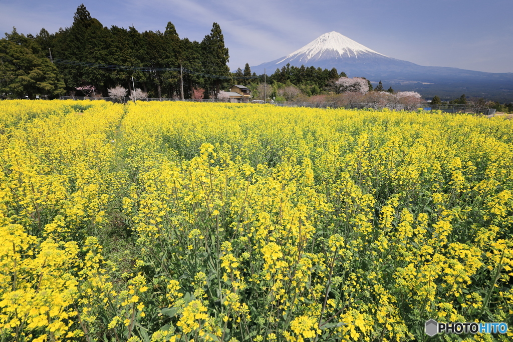菜の花咲く丘で