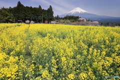菜の花咲く丘で