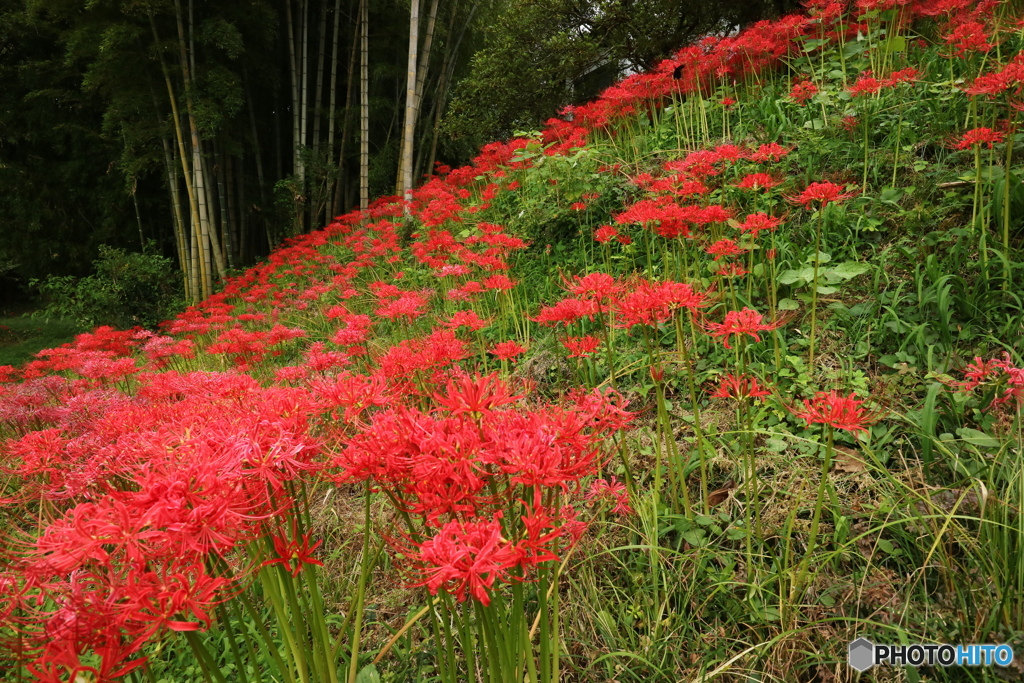 彼岸花咲く竹林