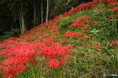彼岸花咲く竹林