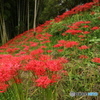 彼岸花咲く竹林