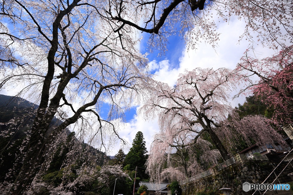 咲き競う枝垂れ