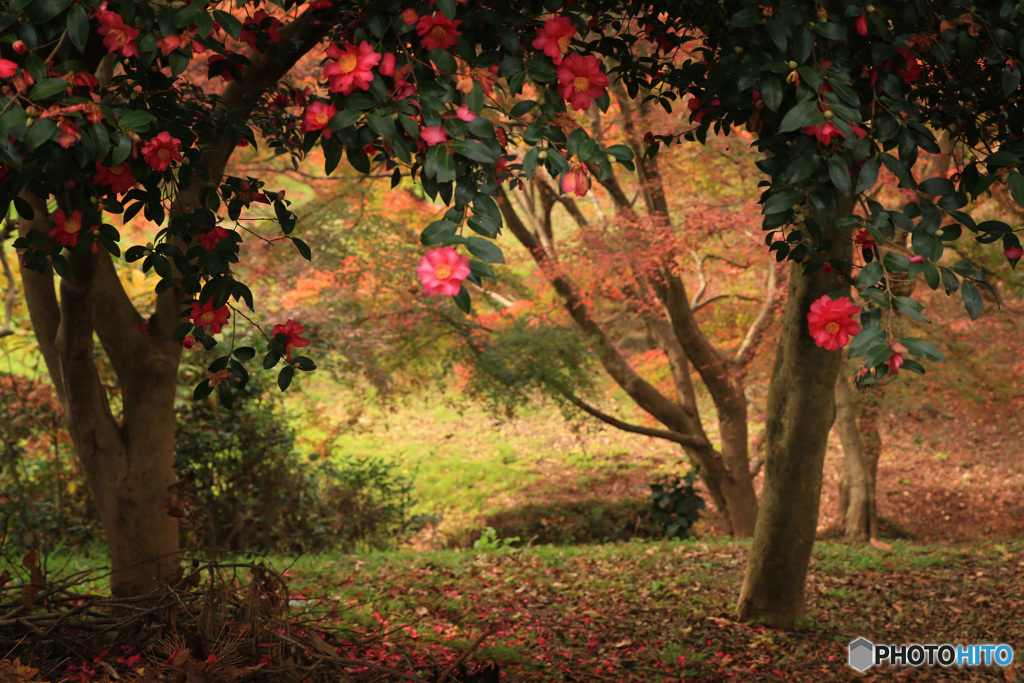 山茶花と紅葉