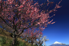 青い空と紅い梅