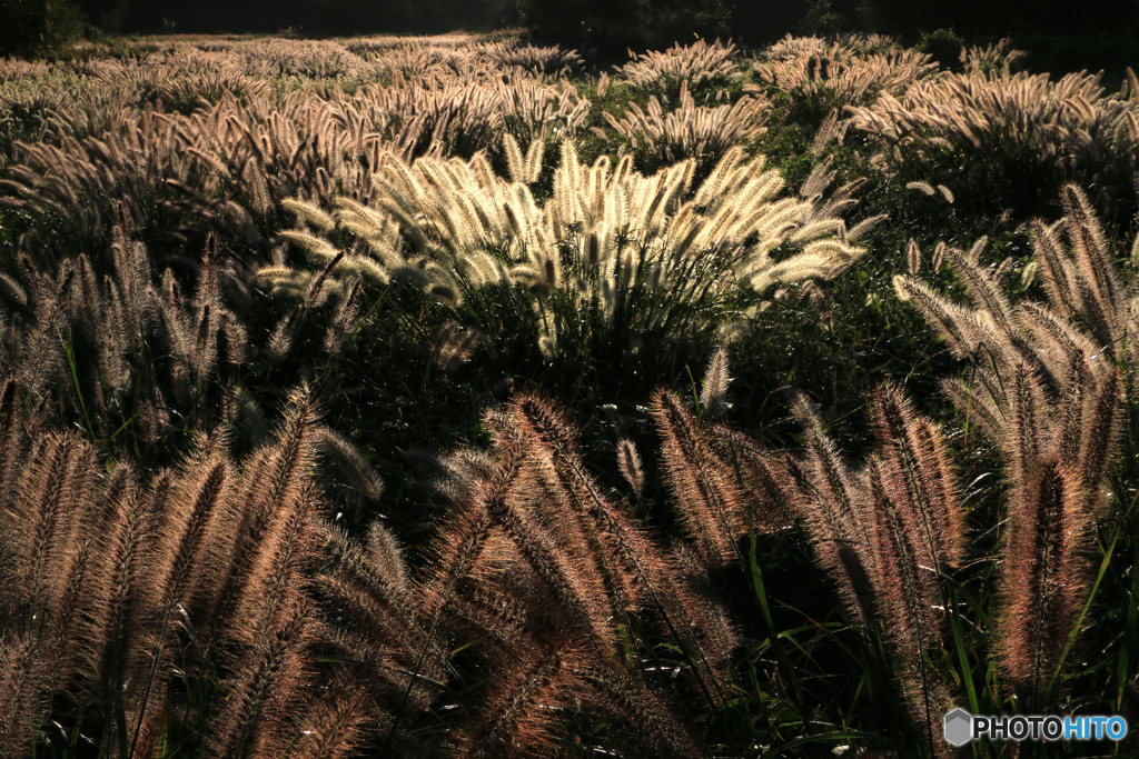 チカラシバ光る秋