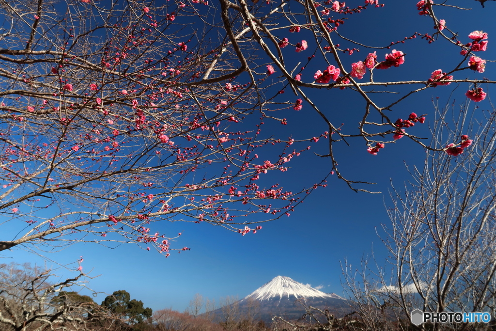 紅梅咲く (755T)