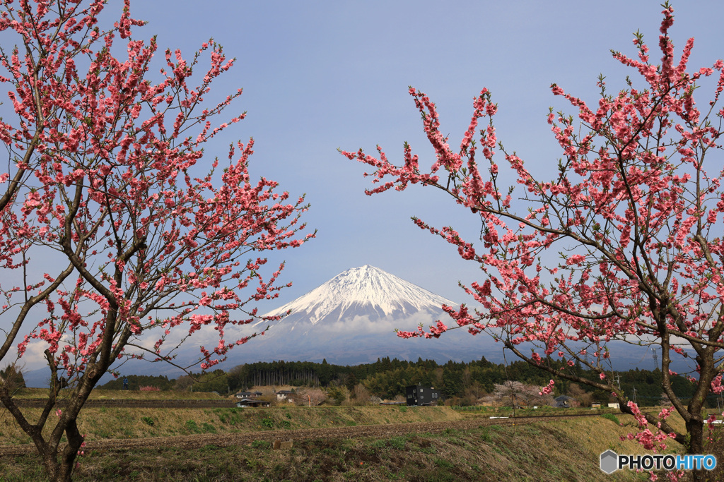 桜咲く頃