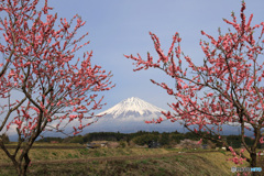 桜咲く頃