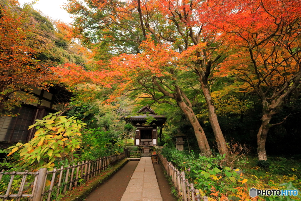 黄梅院の紅葉